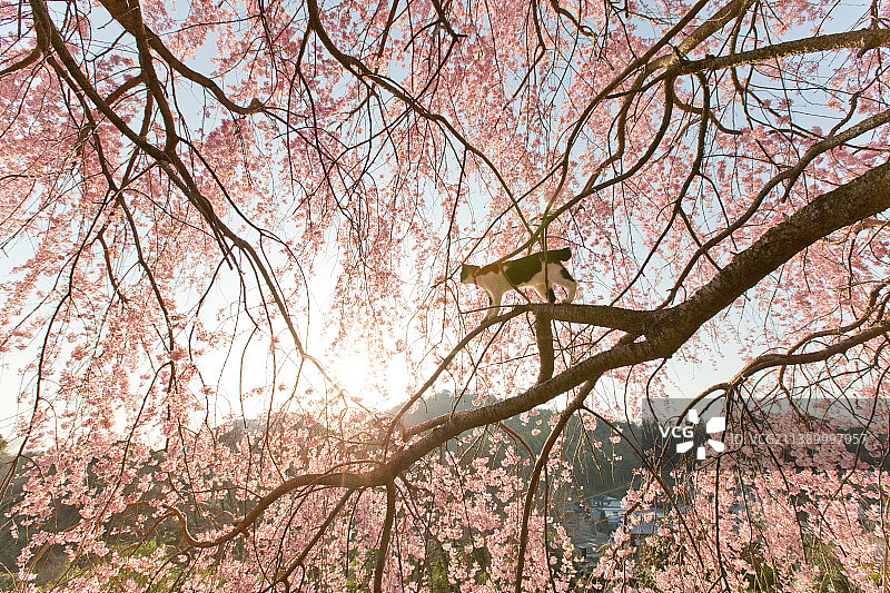 只流浪猫图片素材