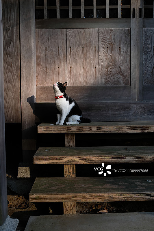 只流浪猫图片素材