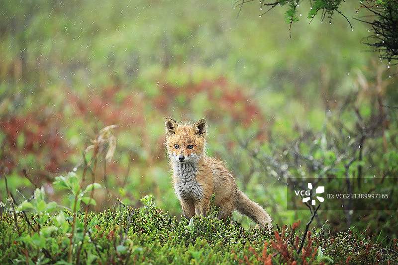 红狐狸图片素材