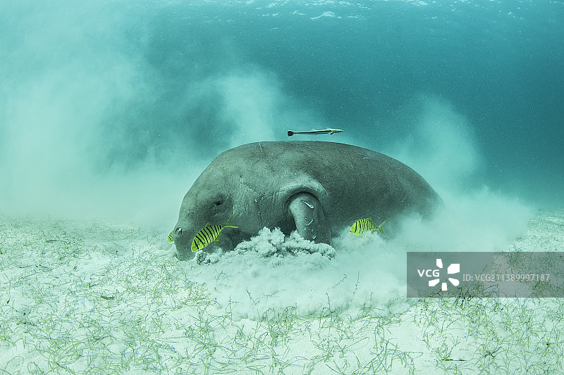 在水下生活图片素材