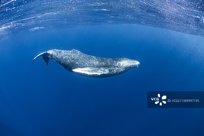 在水下生活图片素材