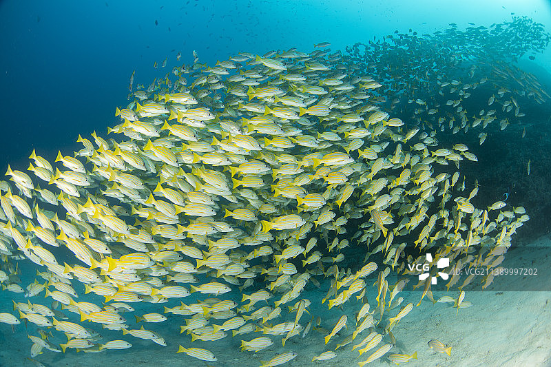 在水下生活图片素材