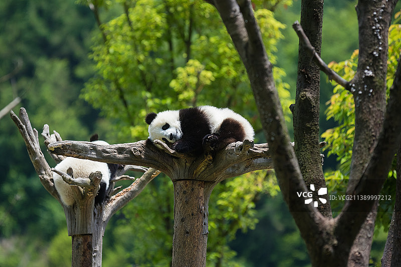 熊猫图片素材