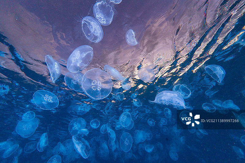 在水下生活图片素材