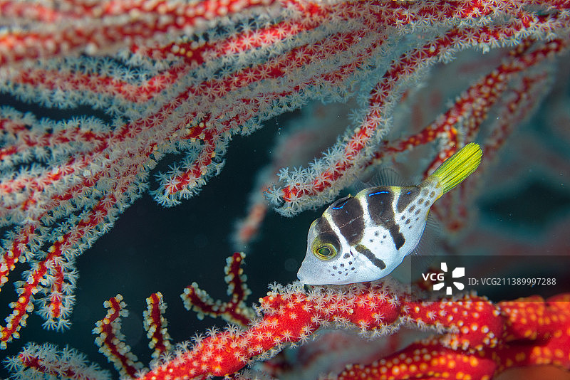 在水下生活图片素材