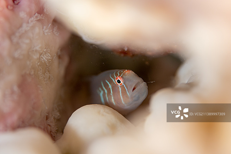 在水下生活图片素材