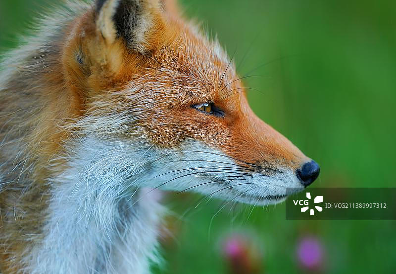 红狐狸图片素材