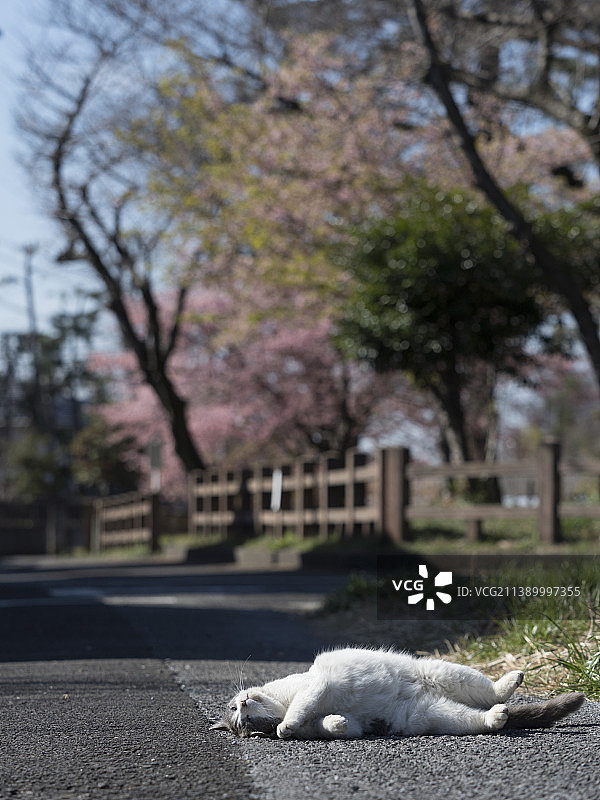只流浪猫图片素材