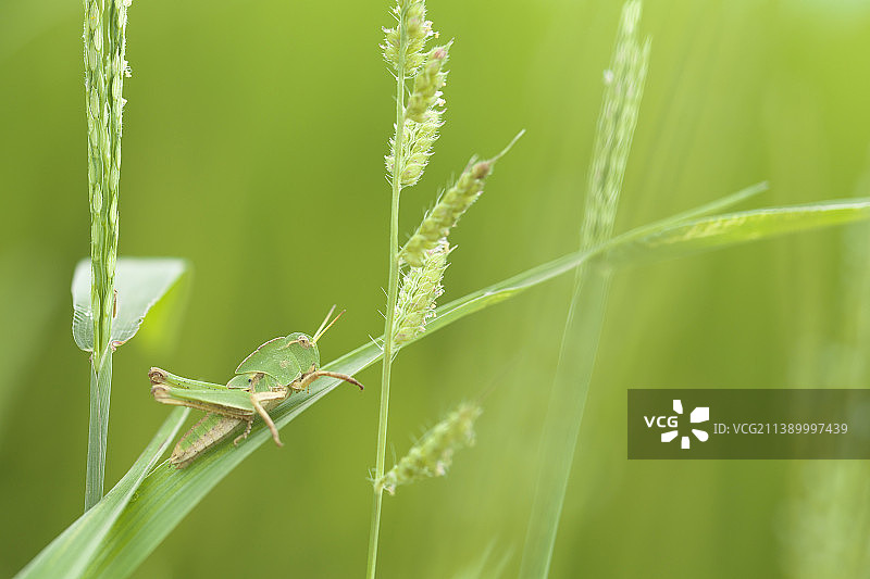 花朵上的昆虫图片素材
