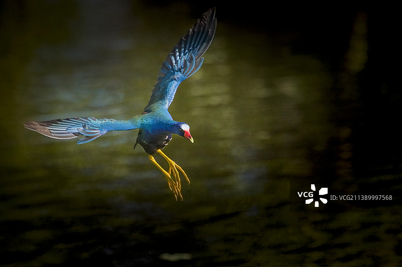 野生鸟类图片素材