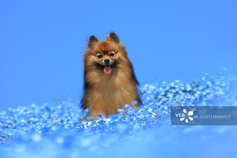 波美拉尼亚的图片素材