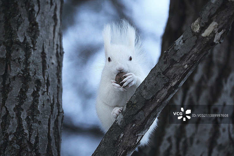 北海道松鼠图片素材