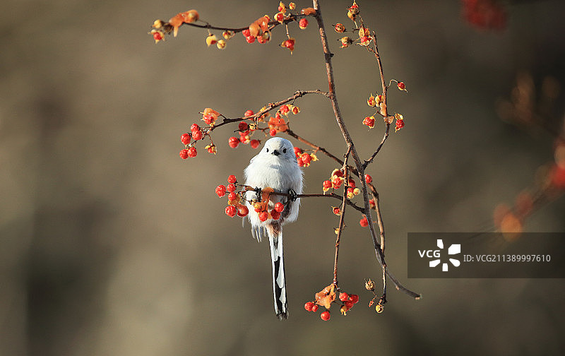野生鸟类图片素材