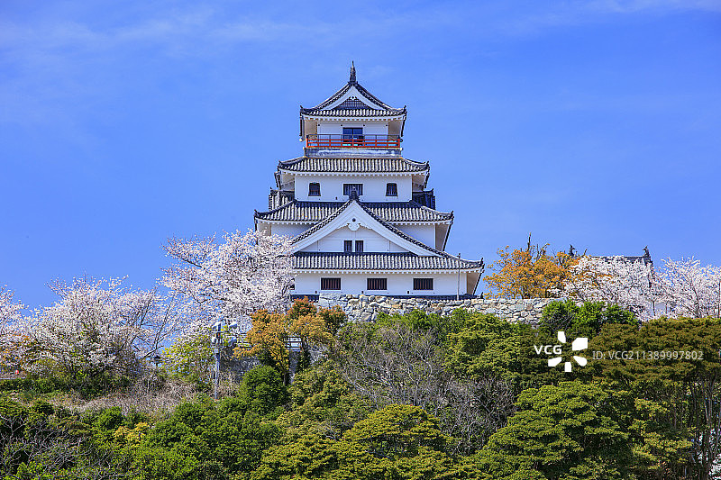 盛开的樱花，日本图片素材