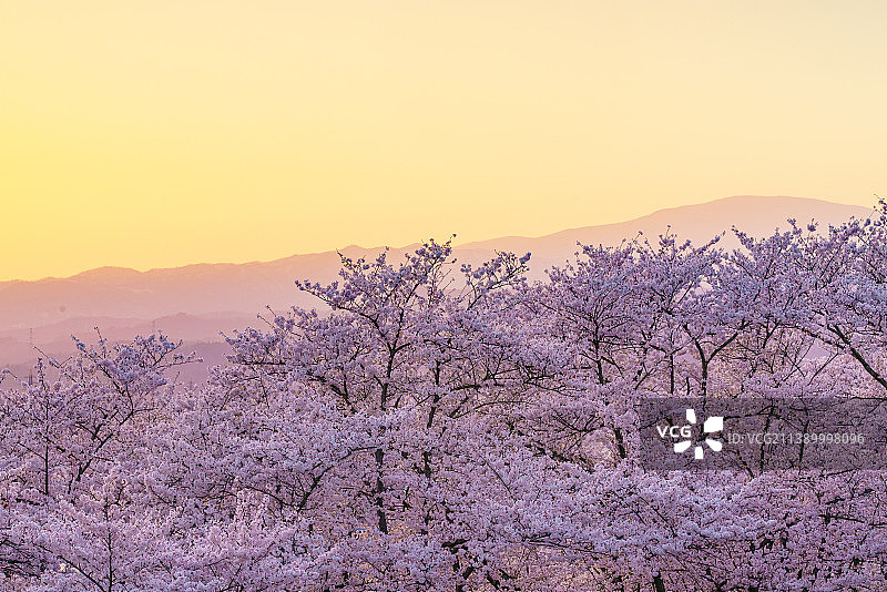 盛开的樱花，日本图片素材