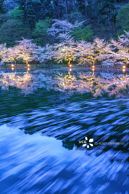 盛开的樱花，日本图片素材