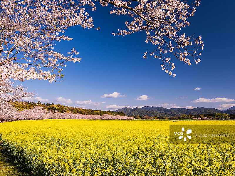 盛开的樱花，日本图片素材