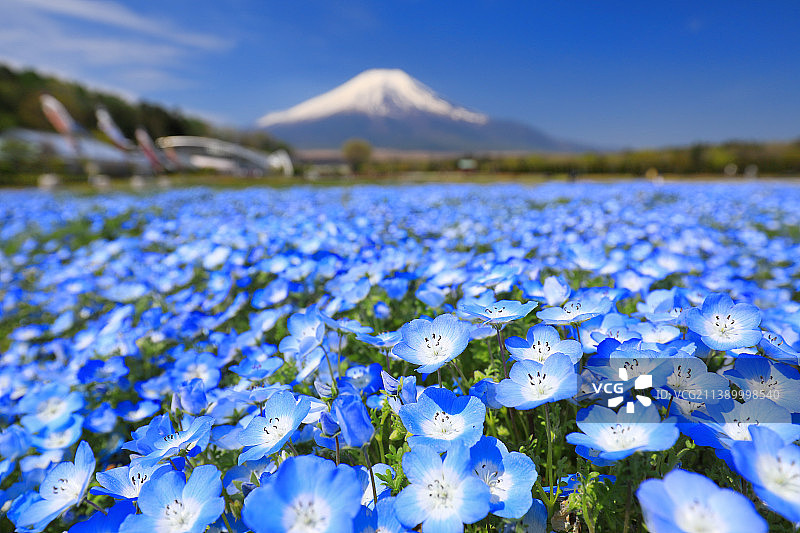 富士山，山梨县，日本图片素材