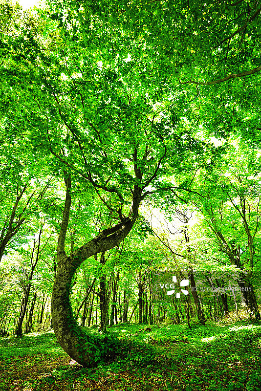 日本北海道图片素材