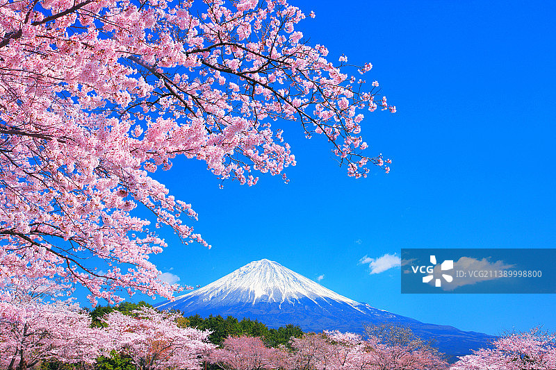 富士山与樱花，日本图片素材