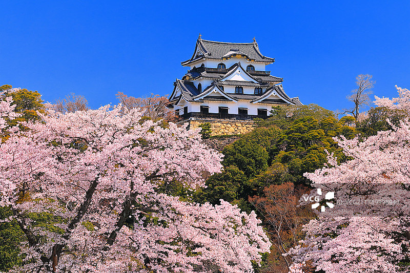 盛开的樱花，日本图片素材