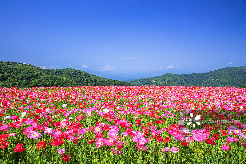 日本埼玉县图片素材