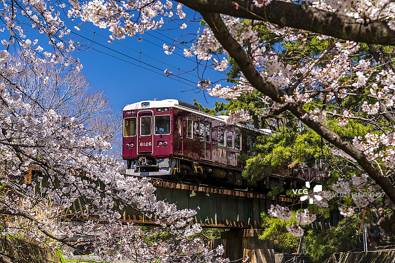 盛开的樱花，日本图片素材