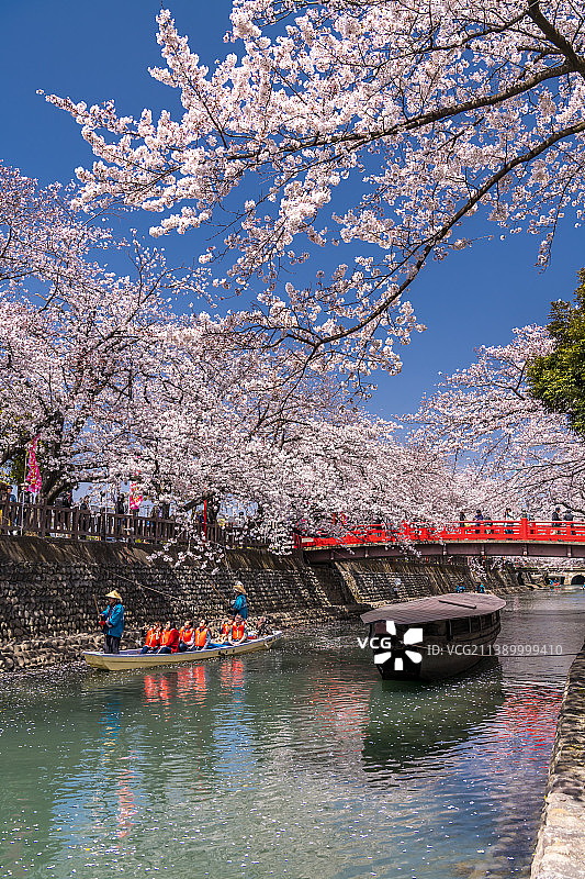 盛开的樱花，日本图片素材