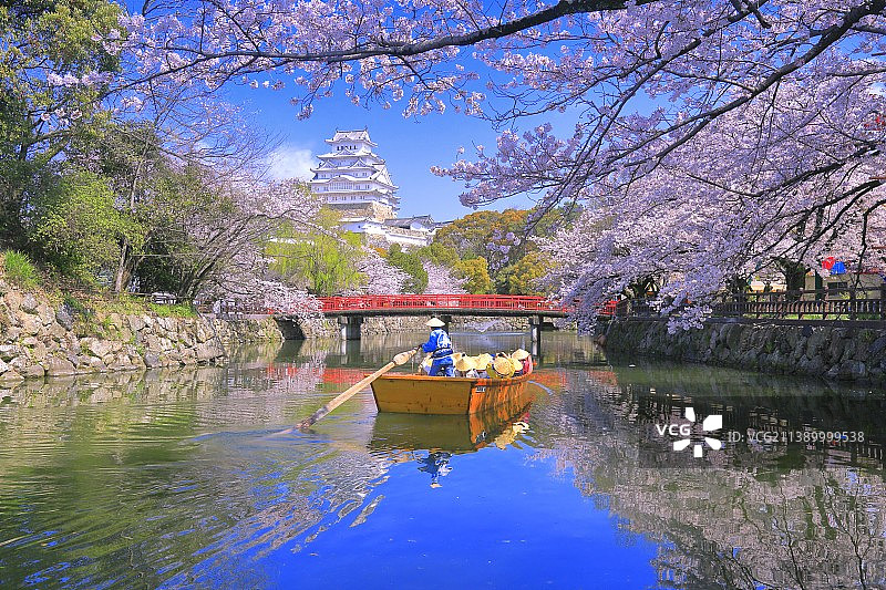 日本姬路城与樱花图片素材