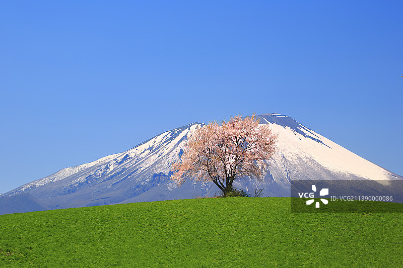 盛开的樱花，日本图片素材