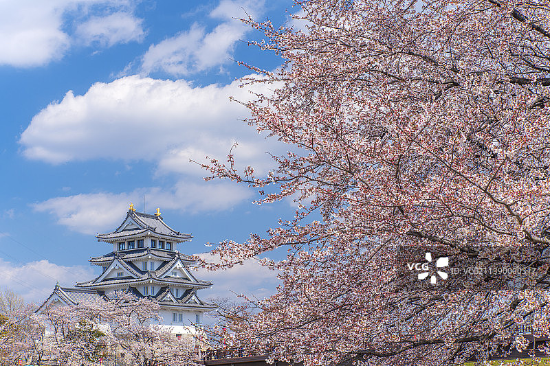 盛开的樱花，日本图片素材