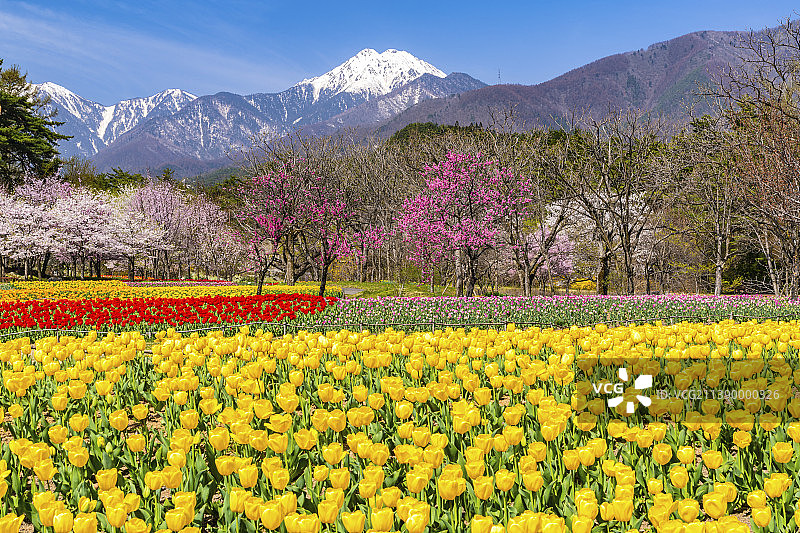 盛开的樱花，日本图片素材