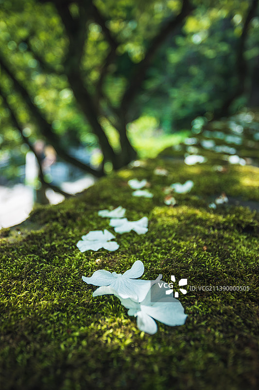 庭院落花图片素材
