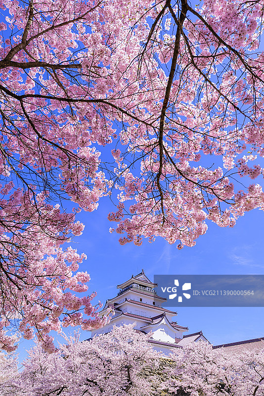 日本鹤贺城与樱花图片素材