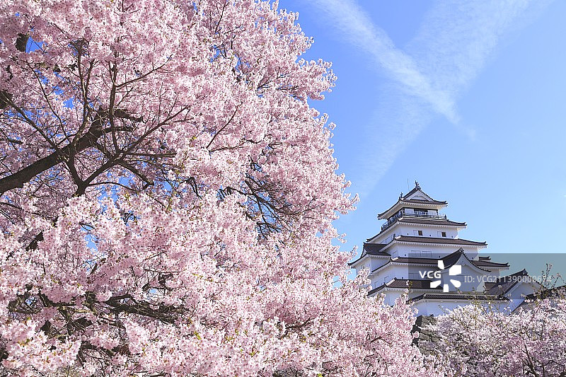 日本鹤贺城与樱花图片素材