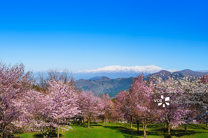盛开的樱花，日本图片素材