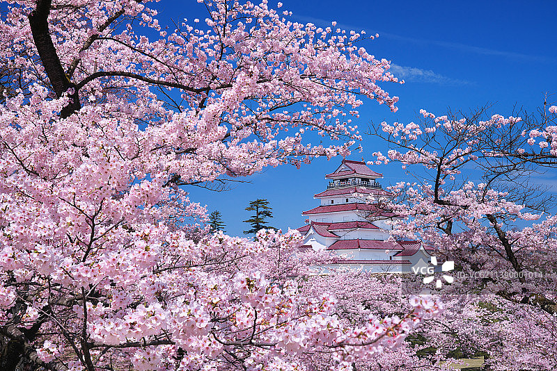 日本鹤贺城与樱花图片素材