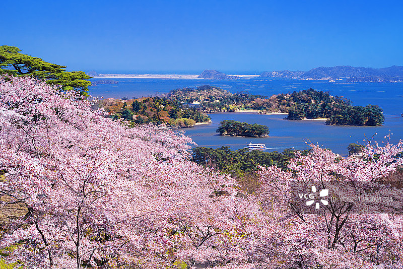 盛开的樱花，日本图片素材