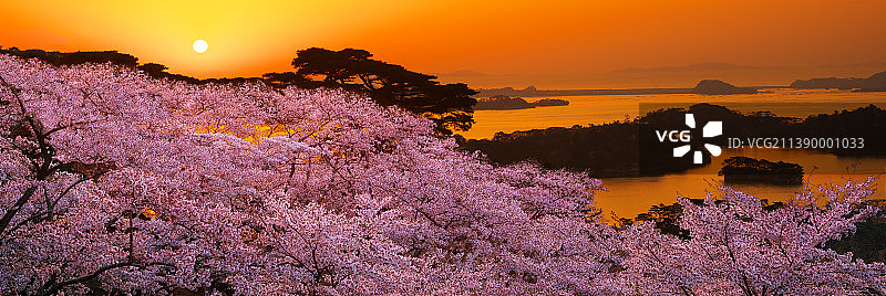 盛开的樱花，日本图片素材
