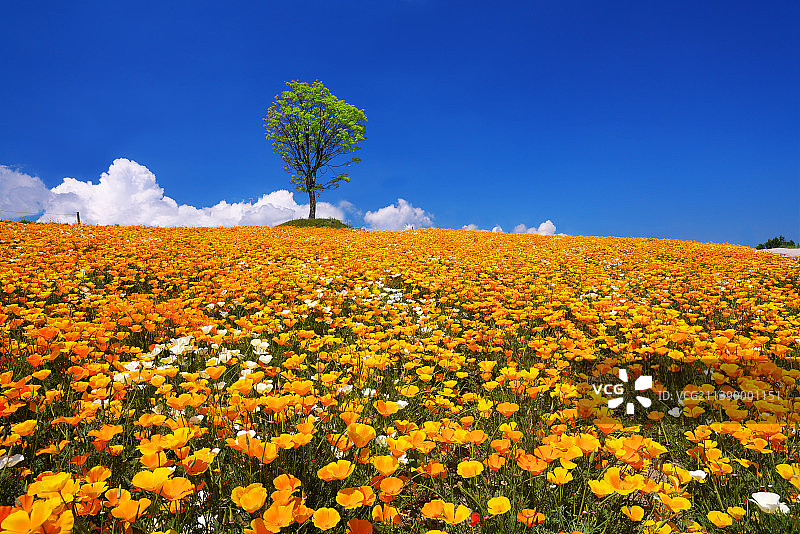 日本北海道图片素材