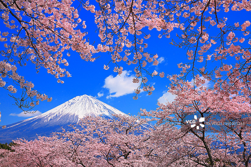 富士山与樱花，日本图片素材