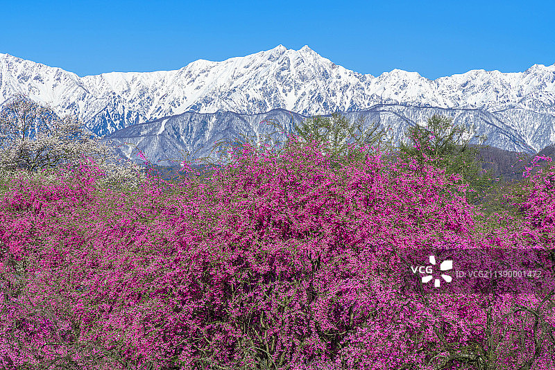 盛开的樱花，日本图片素材