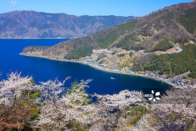 盛开的樱花，日本图片素材