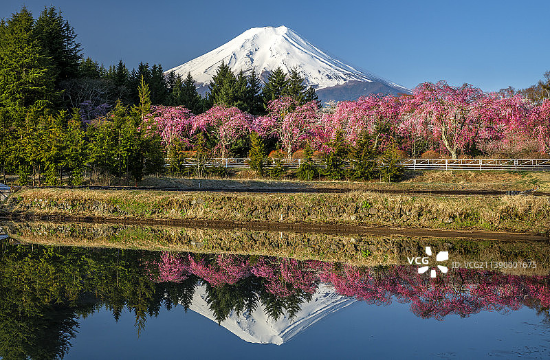 富士山与樱花，日本图片素材