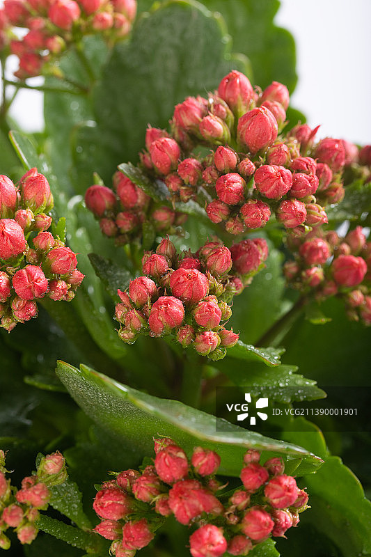 绿植盆栽长寿花图片素材