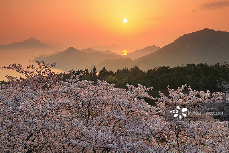 盛开的樱花，日本图片素材