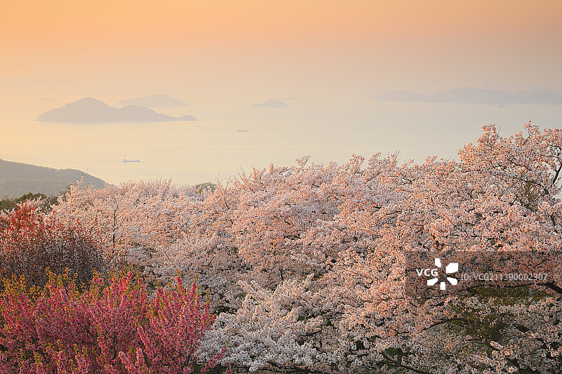 盛开的樱花，日本图片素材