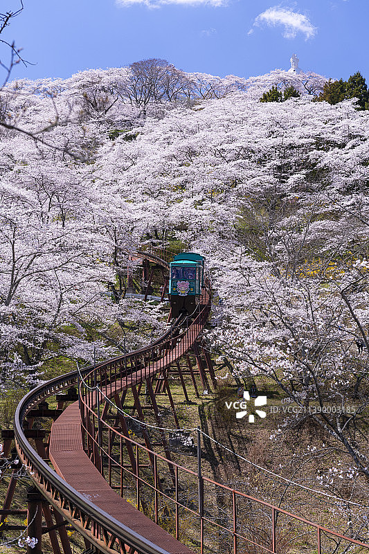 盛开的樱花，日本图片素材