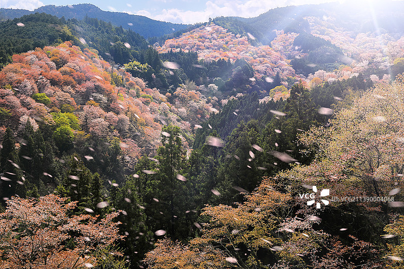 盛开的樱花，日本图片素材