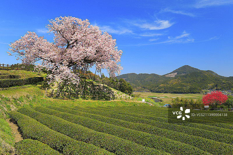 盛开的樱花，日本图片素材